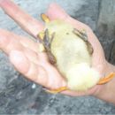 ESTE PATITO SI QUE CORRE RAPIDO