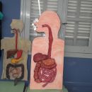 MUESTRA ANUAL DE CIENCIAS NATURALES