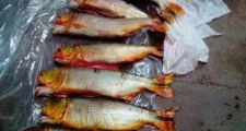 Secuestro de surubíes, dorados y 320 kg de aletas de raya