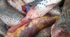 Secuestro de surubíes, dorados y 320 kg de aletas de raya