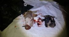 Dos hechos de abigeato