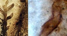 Descubren en Santa Cruz un impresionante yacimiento del período Jurásico