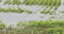 Por las lluvias,