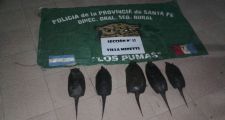 Distintos procedimientos de la Guardia Rural en la Provincia