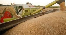 Las ventas de trigo al exterior crecieron más de 100 por ciento
