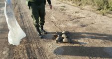 Depredación de la fauna santafesina