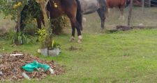 Personal de Los Pumas llevó adelante diversas actividades de prevención en el ámbito provincial. -