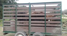 Operativos de la Guardia Rural