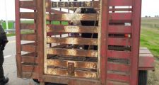 Operativos en prevención de ilícitos y contravenciones, ejecutados en el ámbito provincial.