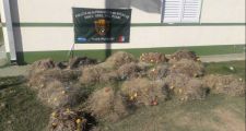La Guardia Rural logró frustrar robo de terneros..